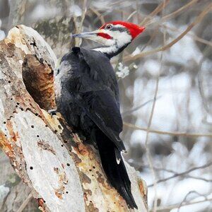 8x10 Pileated Woodpecker Bird Photography on a Tree Oil Painting Art Print‎